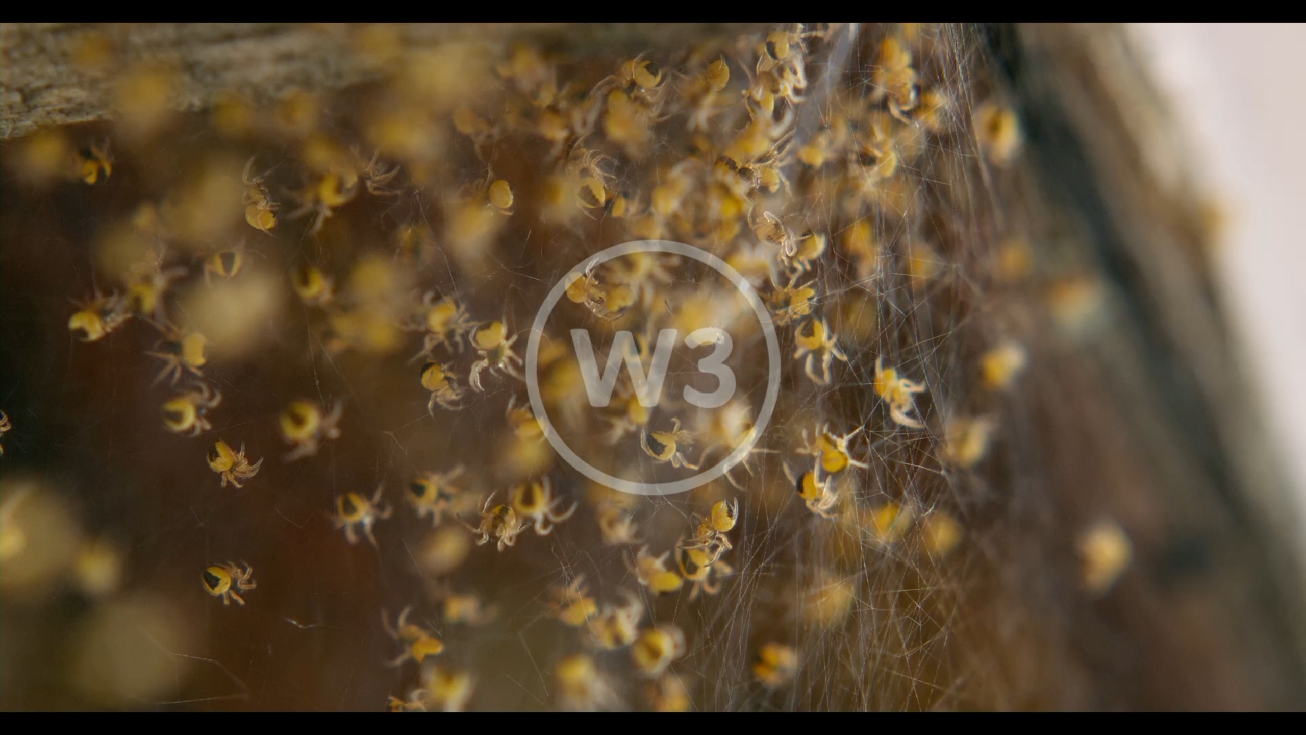 w3-001000016-swarm-of-baby-spiders-in-web-slow-motion thumbnail image